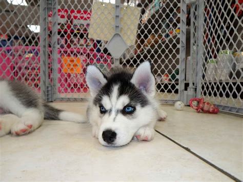 please contact me for more information. . Husky puppy craigslist